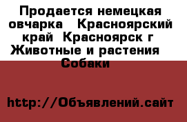 Продается немецкая овчарка - Красноярский край, Красноярск г. Животные и растения » Собаки   